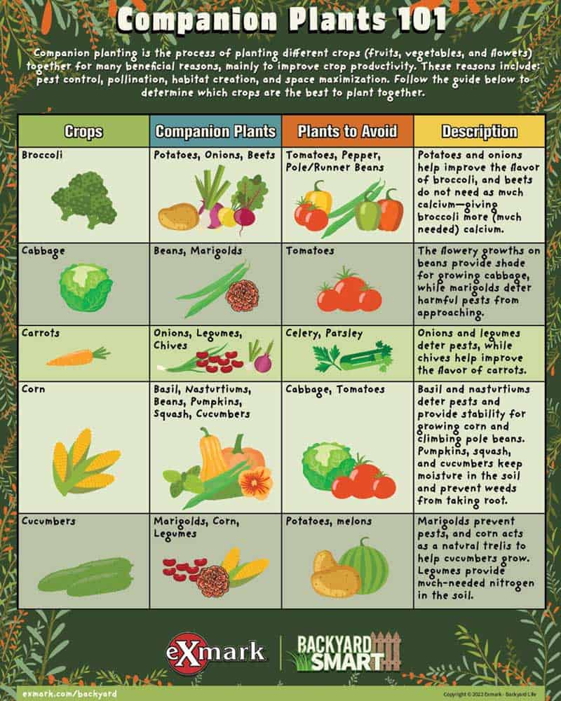 Vegetable Companion Planting Chart