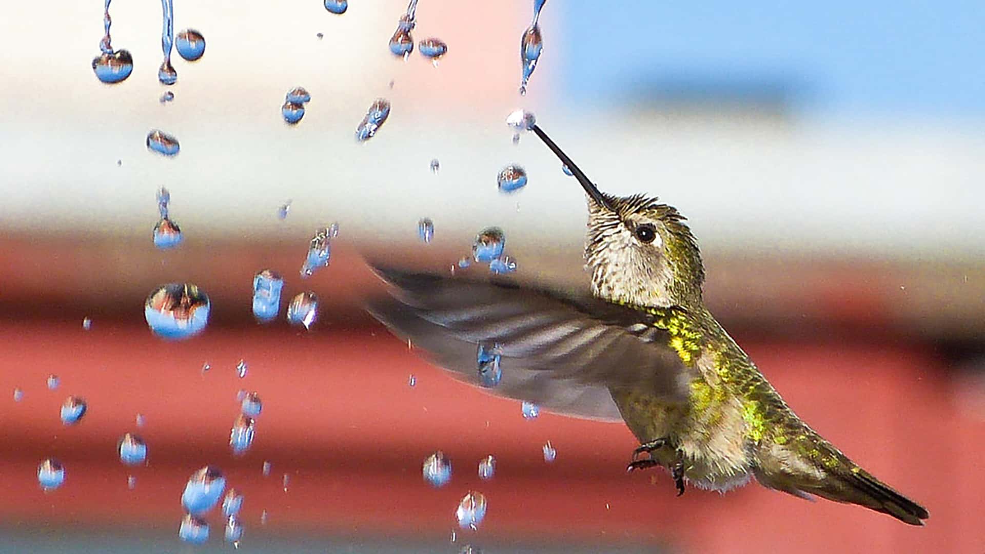 How to Attract Hummingbirds