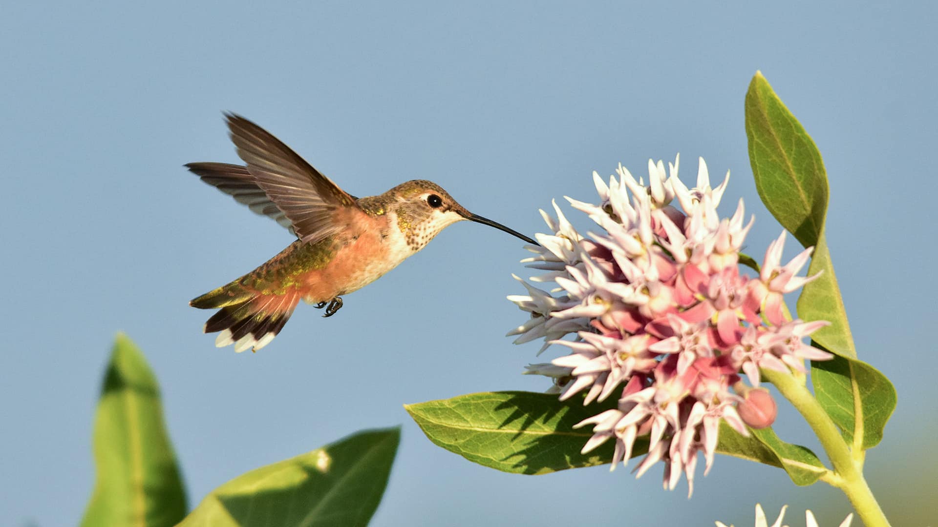 Rofous Hummingbird