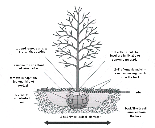 Diagram on how to plant a tree