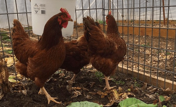 raising chickens on a hobby farm