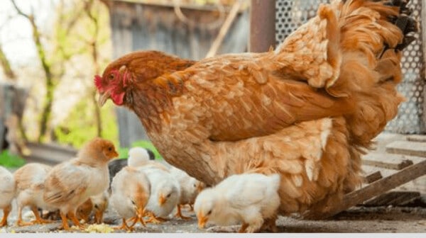 Newborn chicks