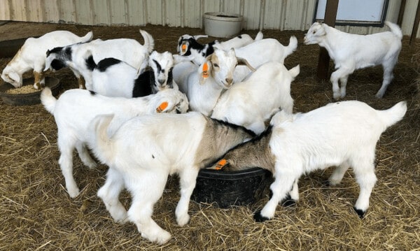 raising goats