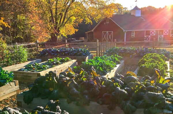 Raised garden beds