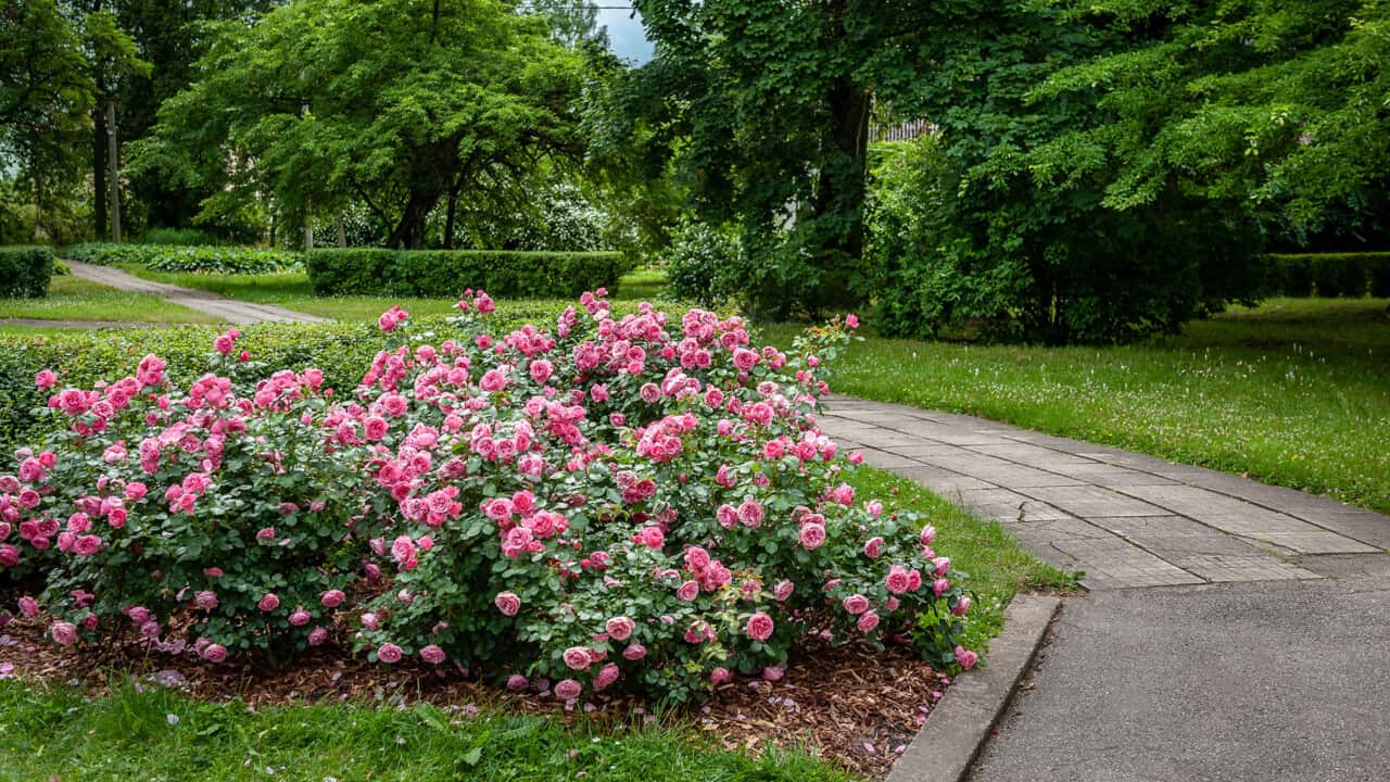 Rose bush along a path in a grassy park