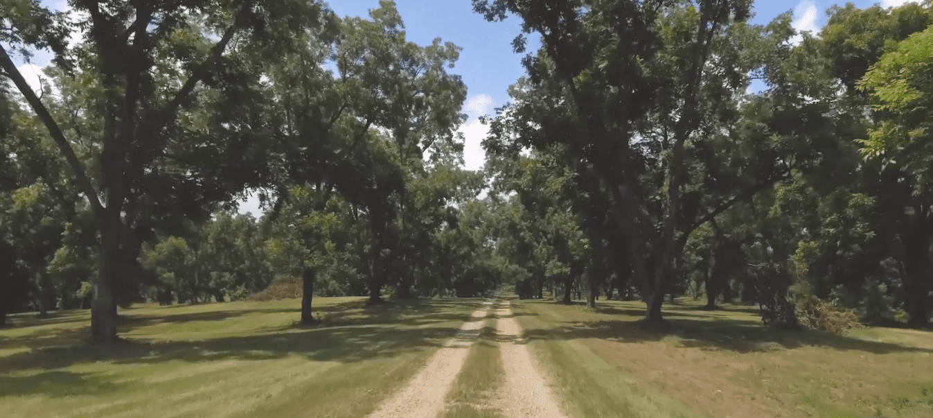 Pecan grove with dirt road