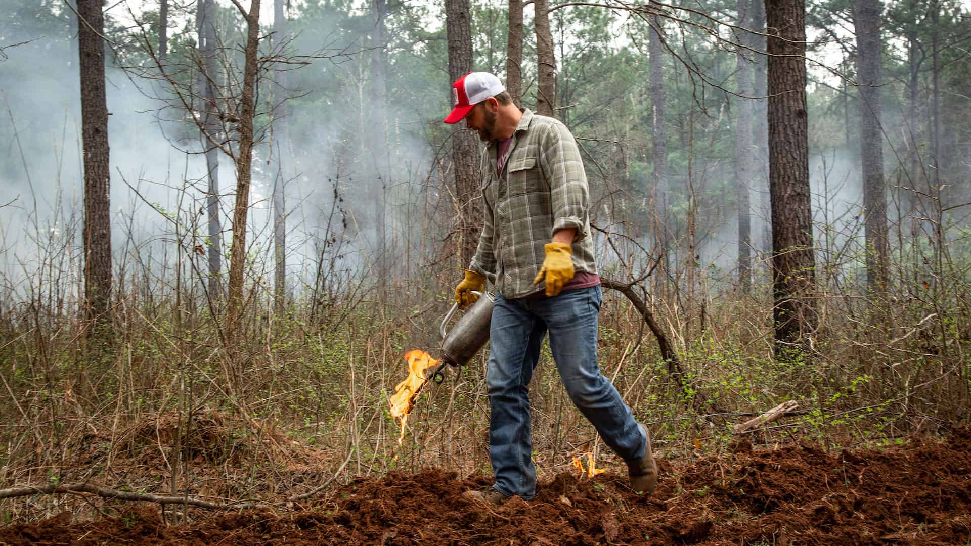 Controlled burns is another management technique