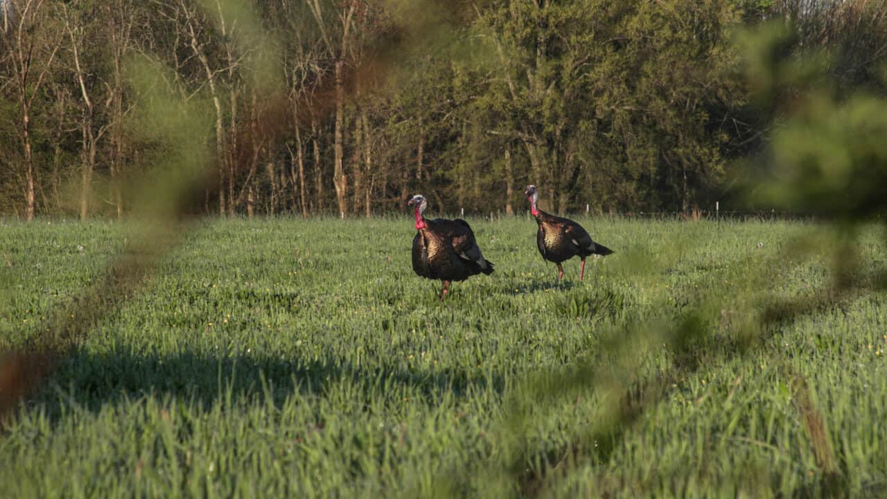 Turkeys in a field