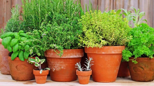 Different-sized pots with different herbs