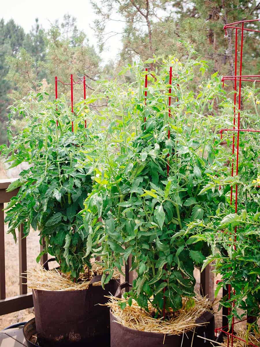 Tomato plants in containers on porch