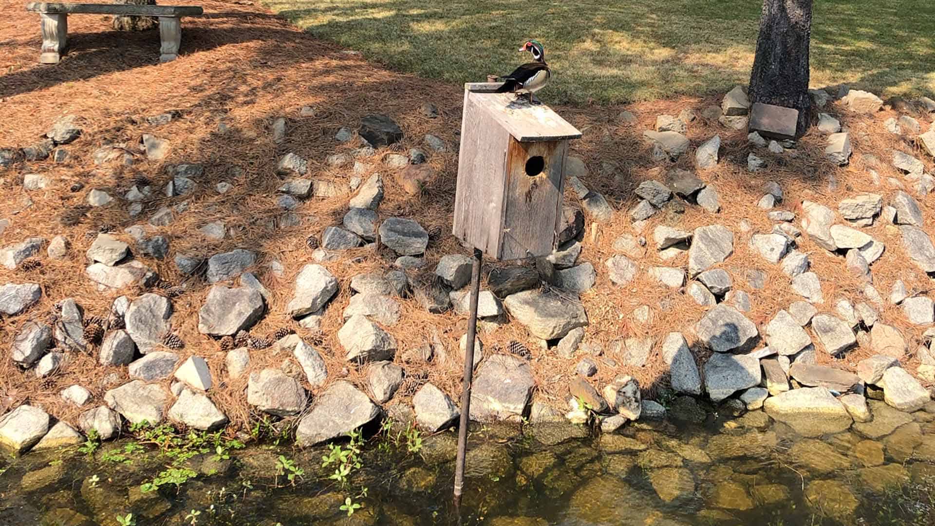 wood duck box build