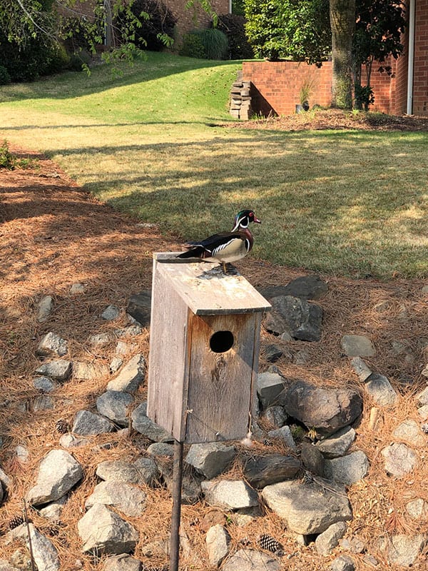 Wood duck on top of box