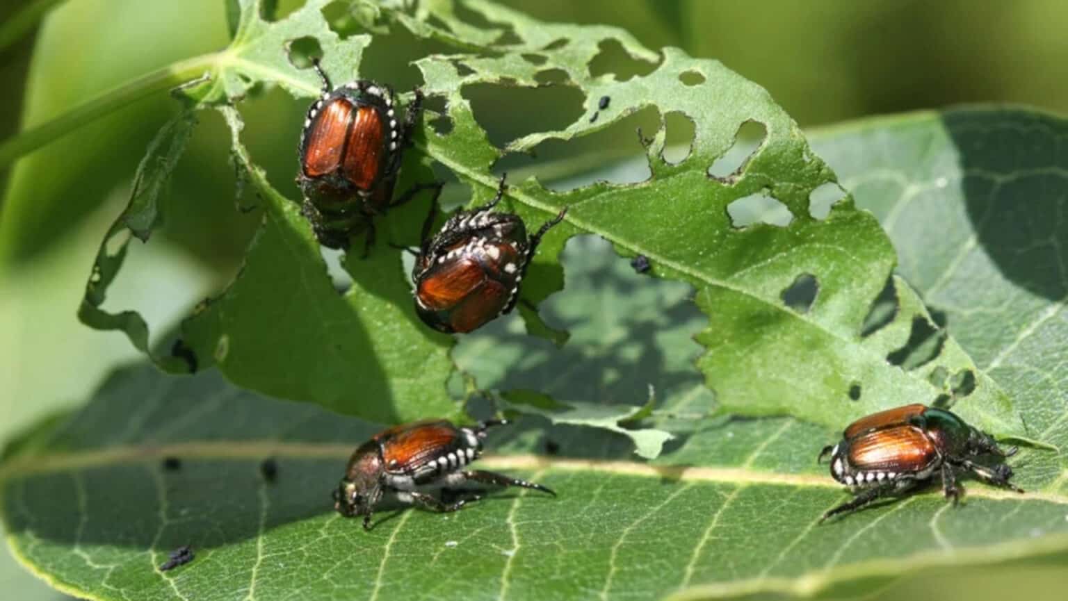 how to get rid of beetles on bald cypress tree