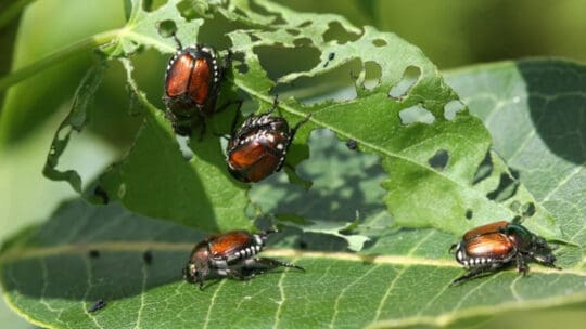 Japanese Beetles eating a leaf in a garden