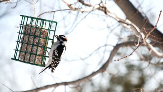 Downy Woodpecker feeding on birdfeeder