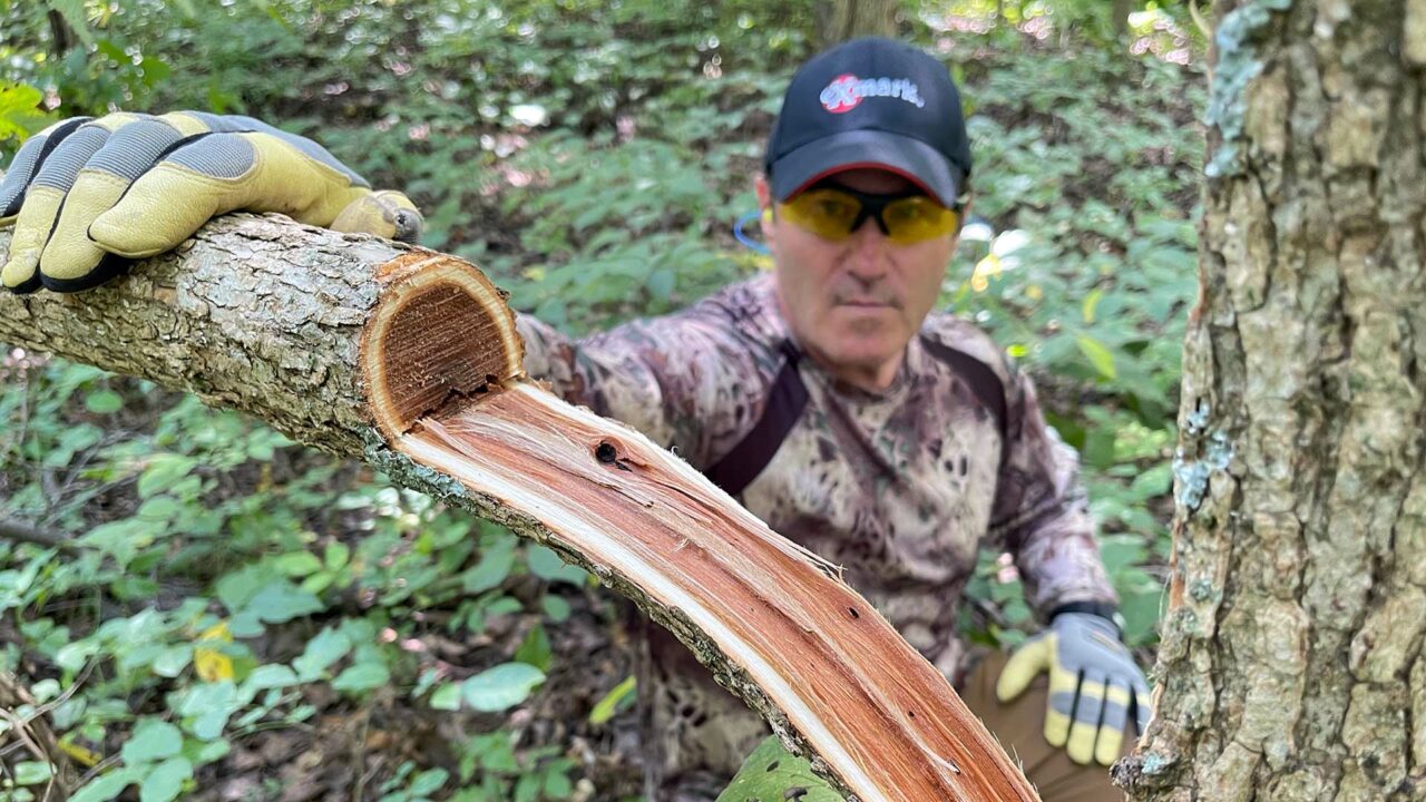 Joe Thomas hinge cutting trees for deer beds
