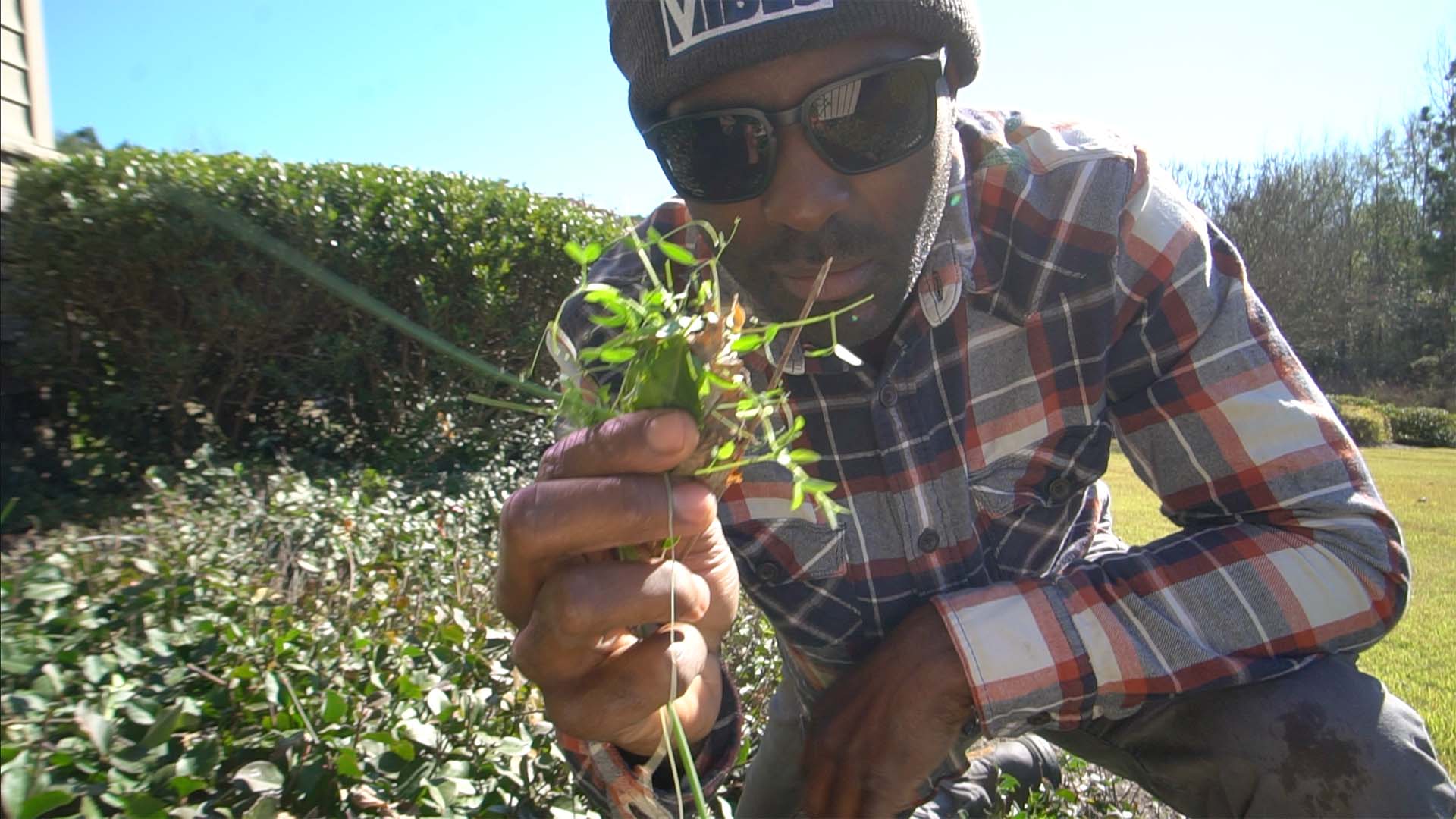 Brian Latimer holding a pulled weed from one of his garden beds.