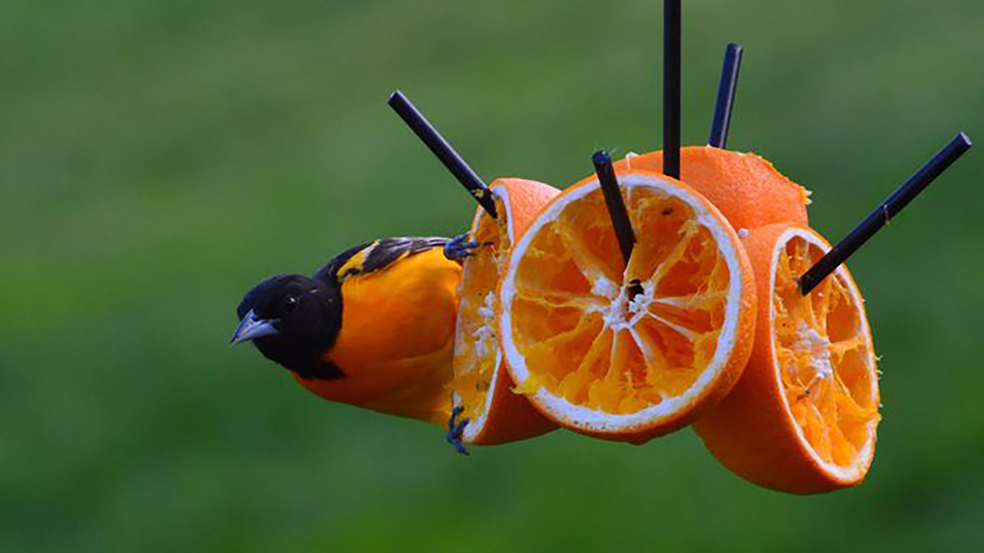 Oriole Bird Feeders made from oranges