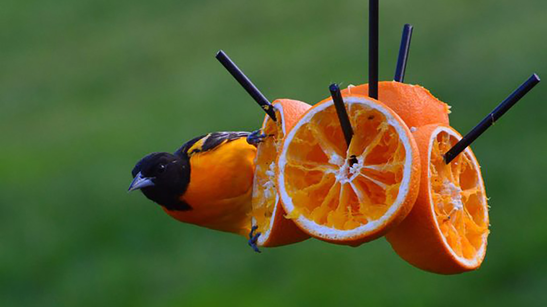 Types Of Orioles