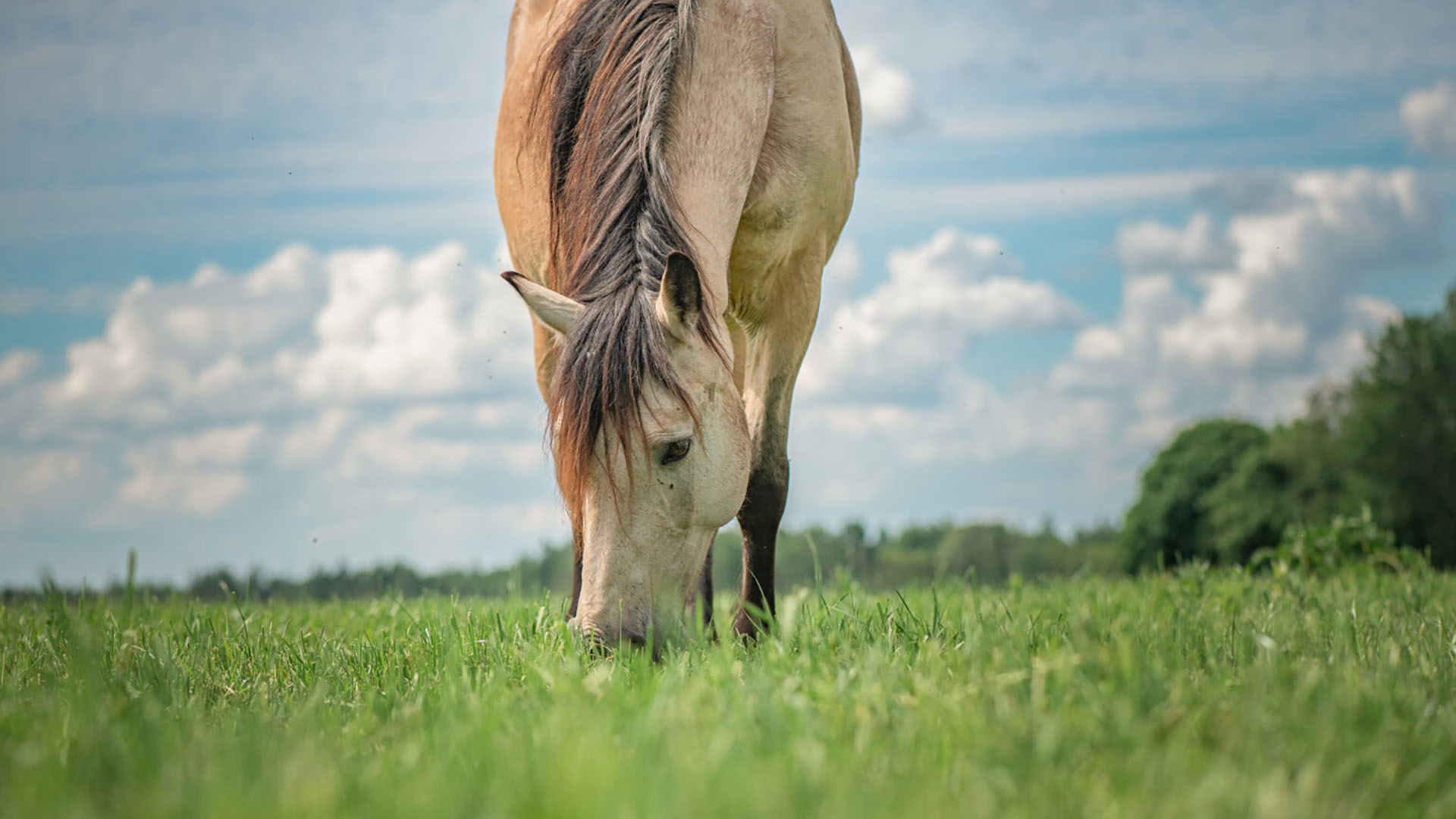 Grae Buck Pasture Management horse eating grass