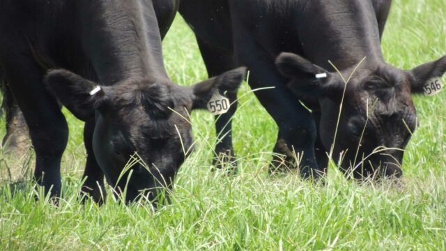 Soil testing grazing cattle