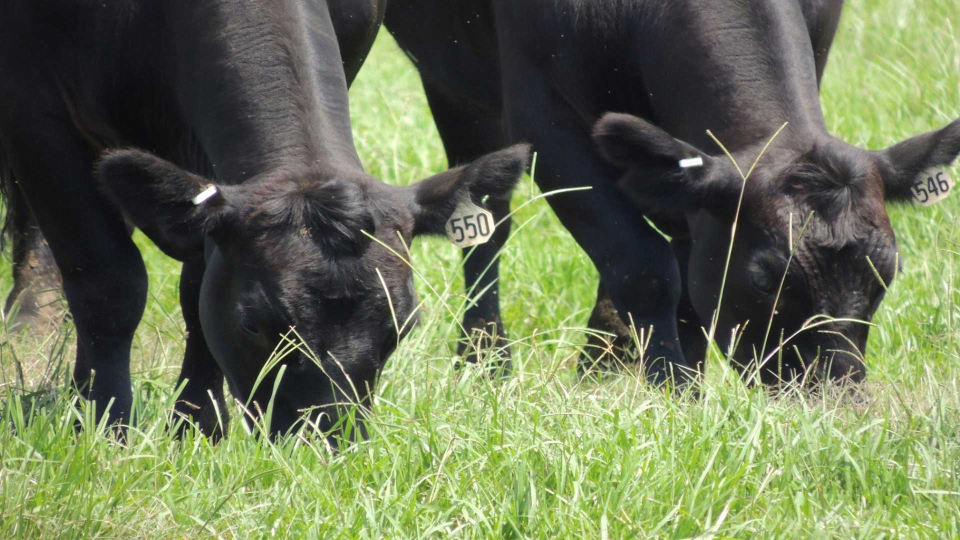 two black cows eating in a pasture