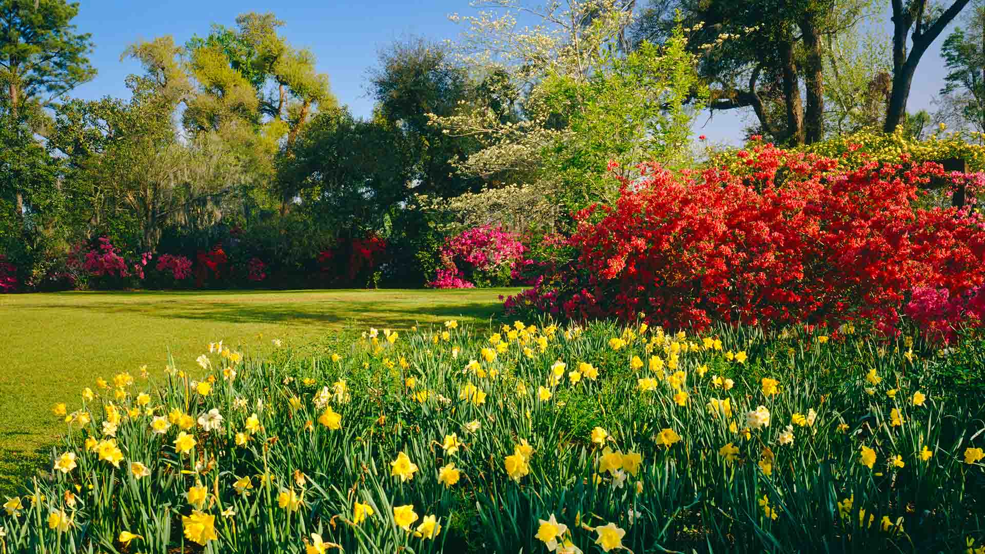 Daffodils in a field.