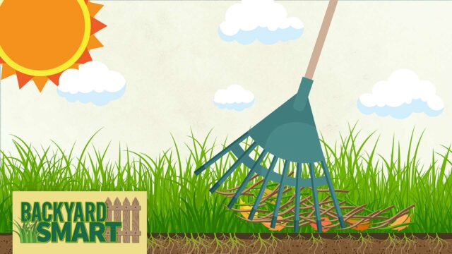 Backyard Smart Dethatching