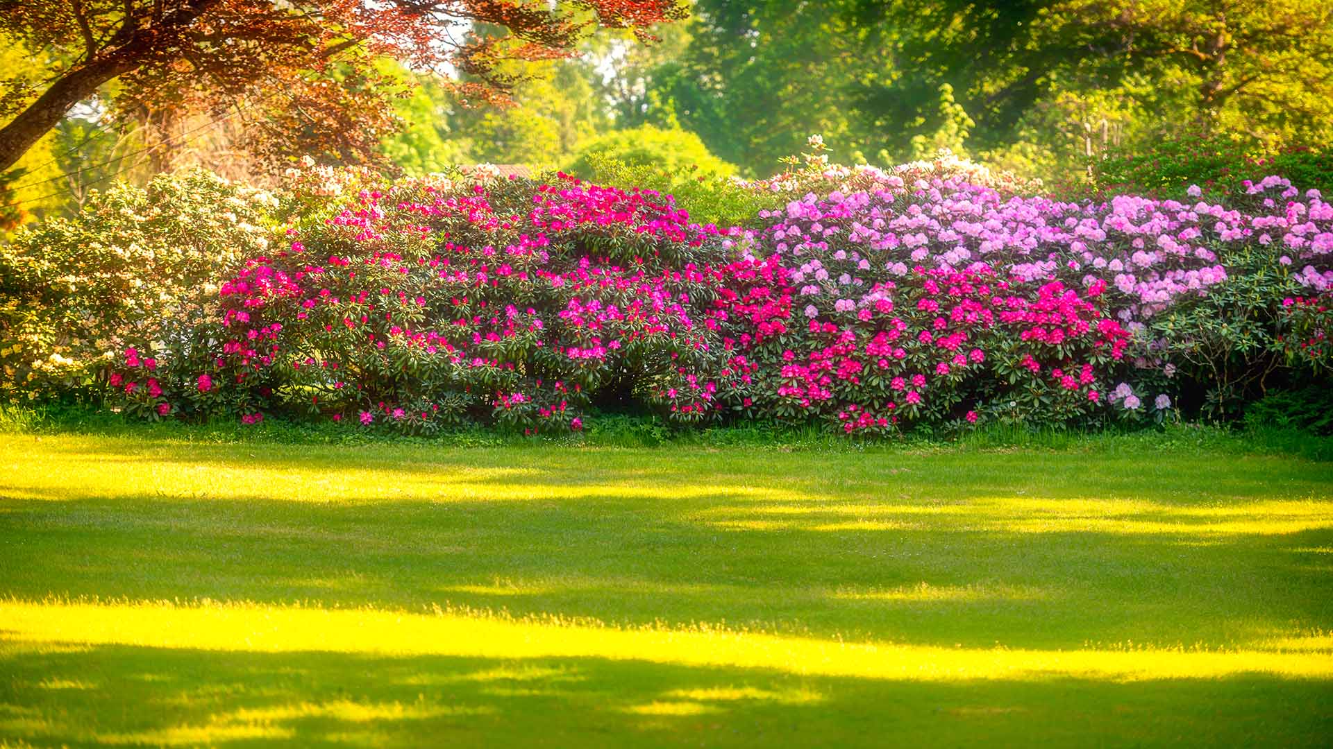 Ca Native Plants Hedges