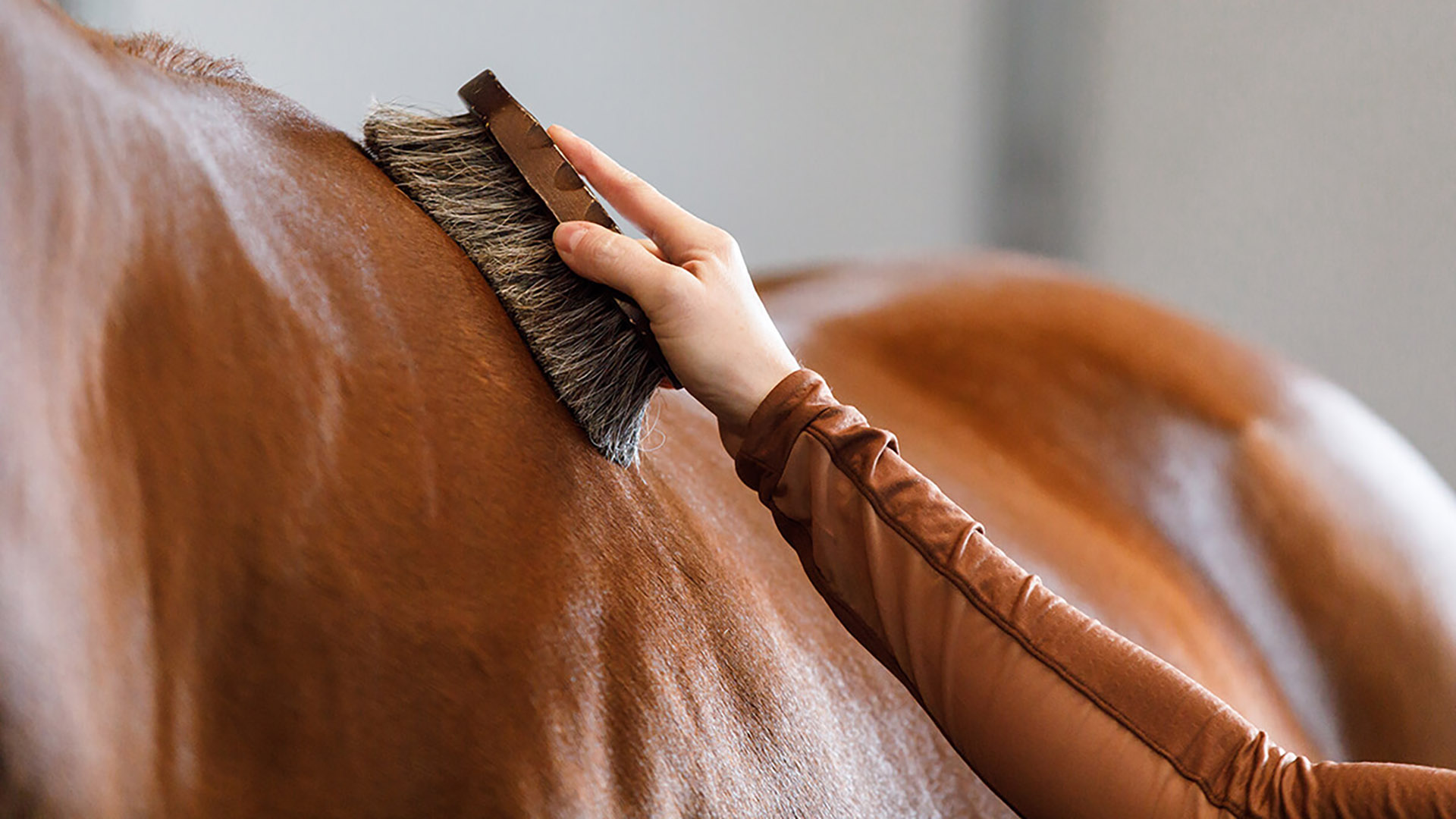 Horse Grooming Tips for Beginners Exmark's Backyard Life