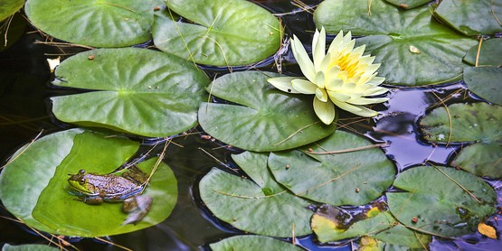 . Tadpoles and frogs are excellent predators to control mosquito populations