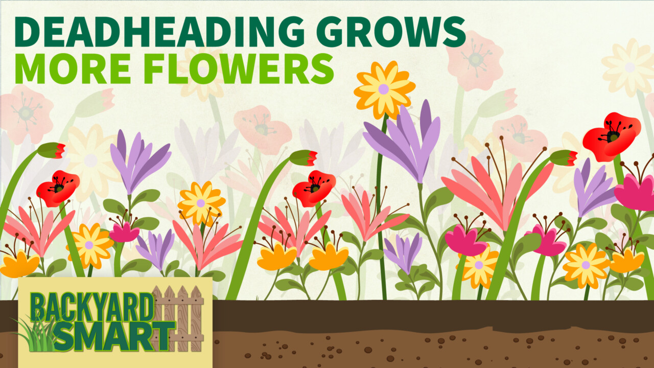 Deadheading Grows More Flowers