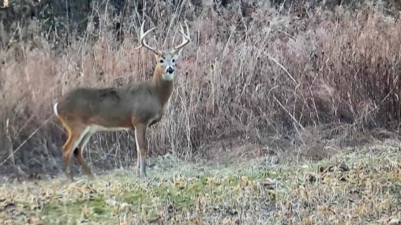 Food Plot tubers have sugar content that deer can resist.