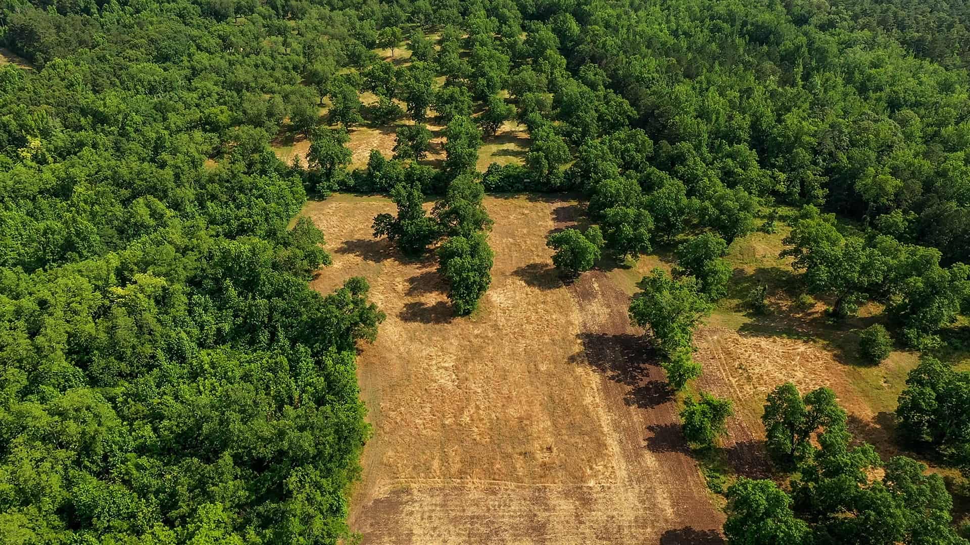 Waddell Timber Harvesting