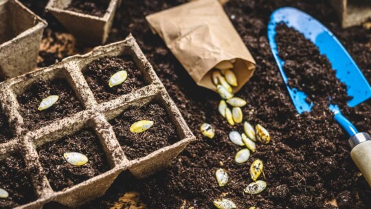 Seeds and dirt arranged in a cardboard egg carton planter and spilled across dirt