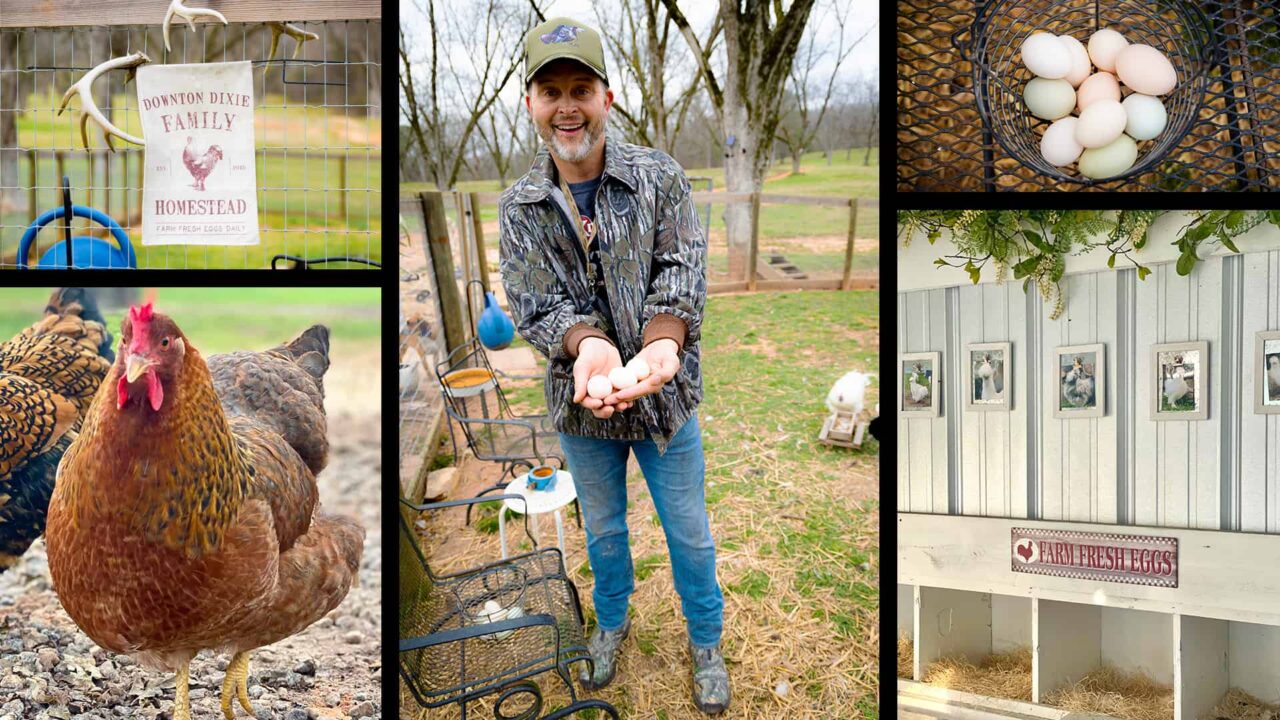 Collage of Michael Waddell holding eggs, his chickens, and chicken coop