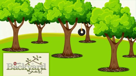 Landscaping around trees graphic