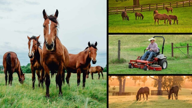 Collage of horses in a pasture